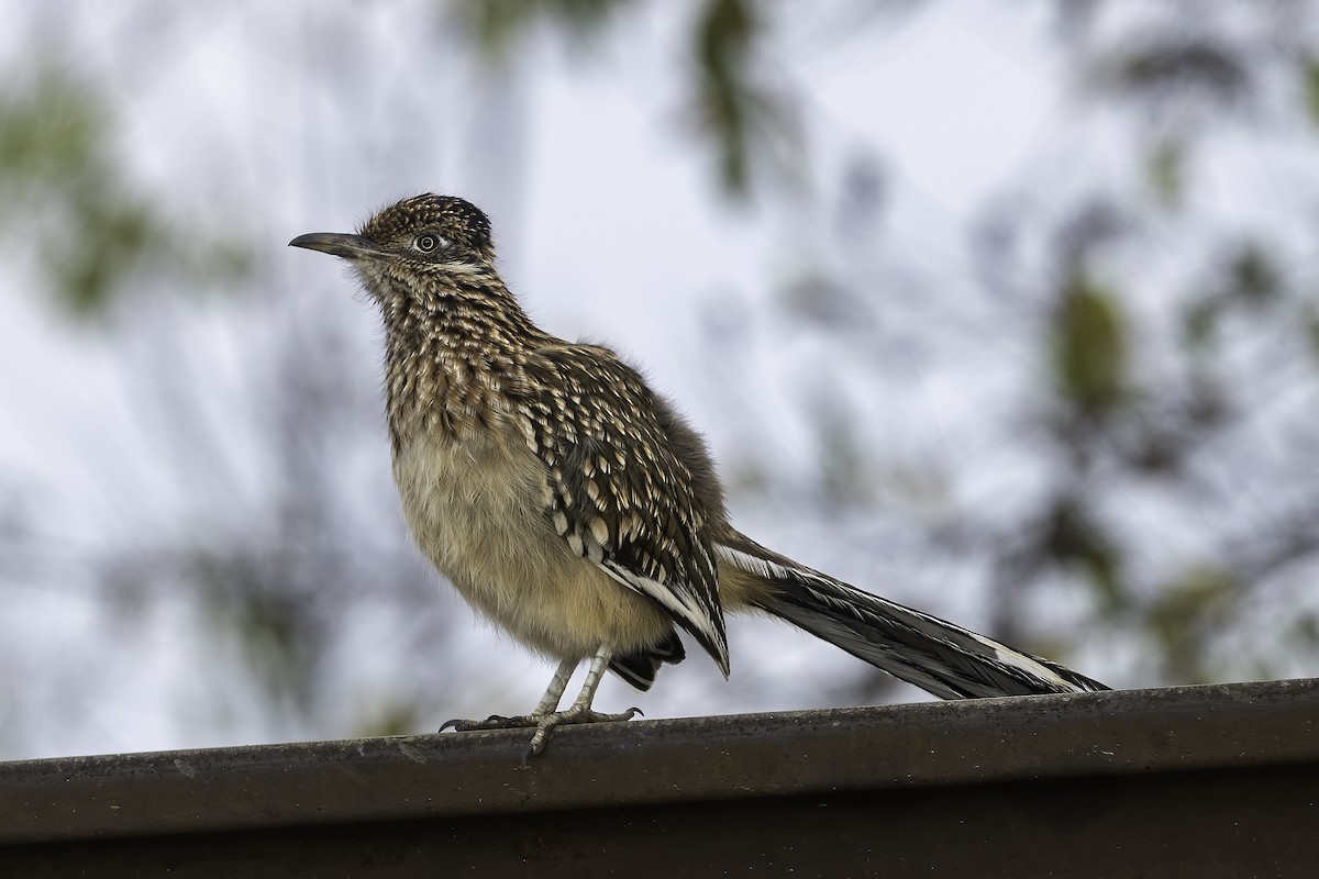 Greater Roadrunner - ML645614145
