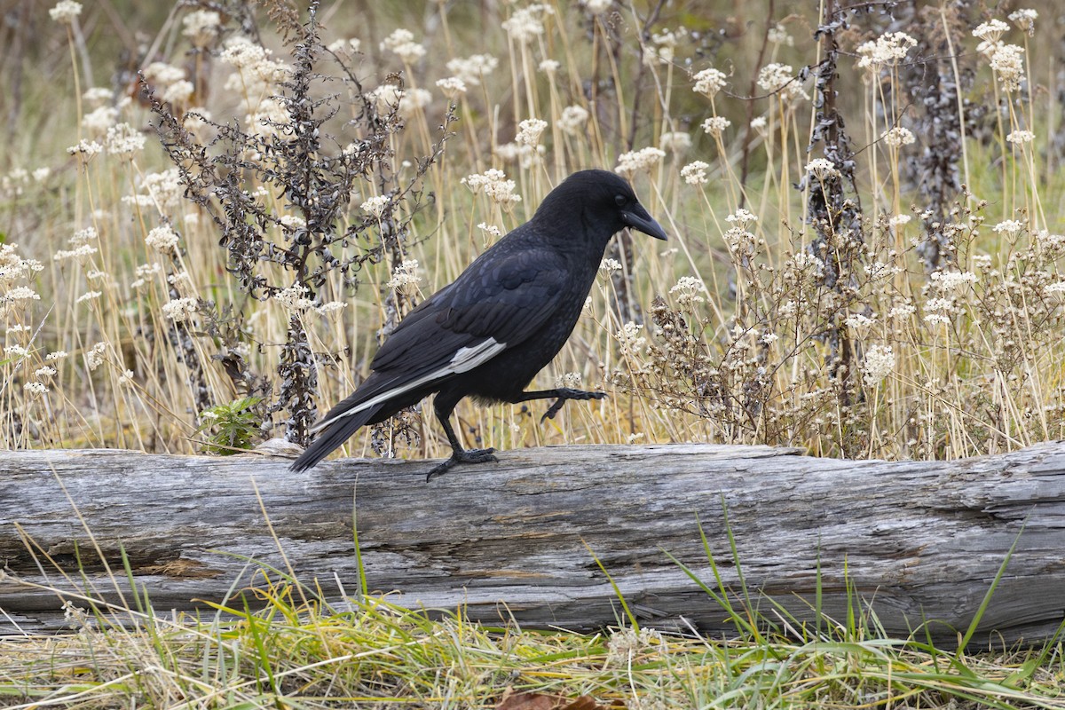 Ворона американська - ML645614146