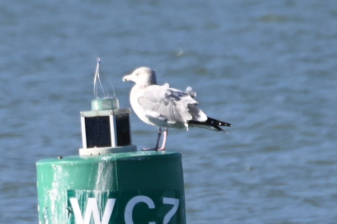 Мартин американський - ML645614148