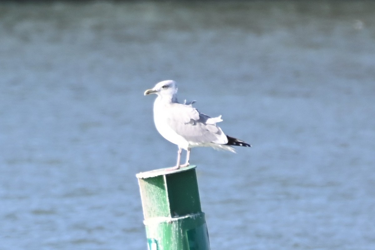 Мартин американський - ML645614149