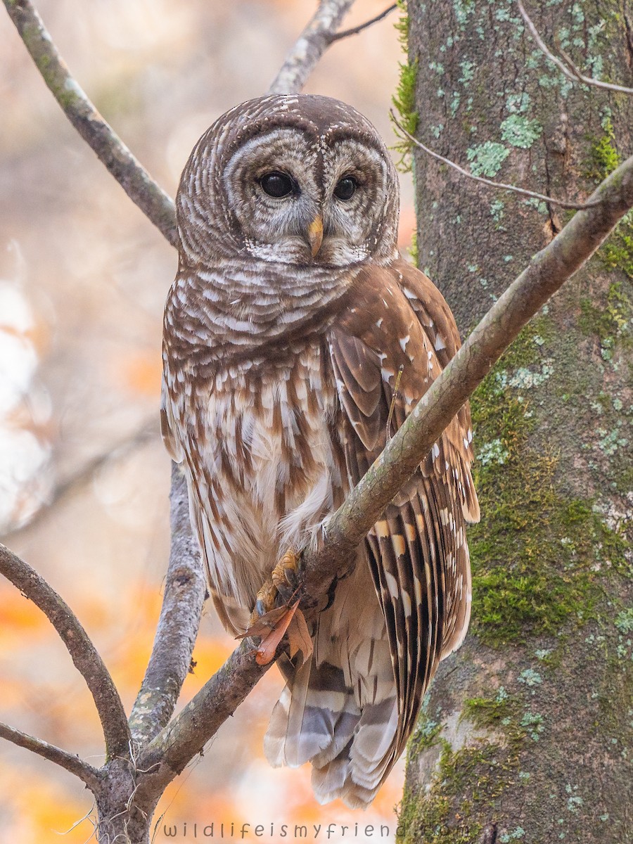 Сова неоарктична - ML645614150