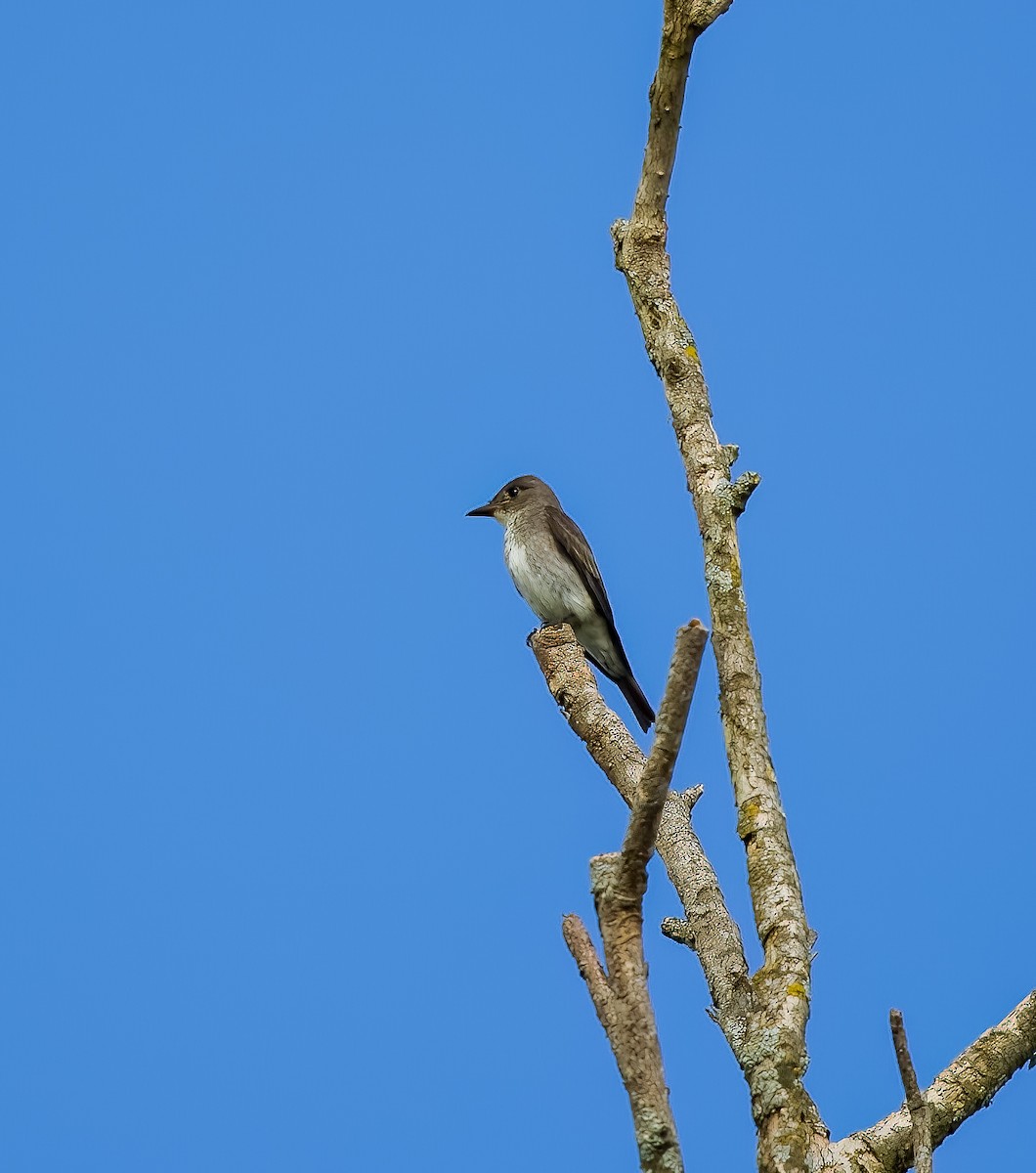 Olive-sided Flycatcher - ML645614152