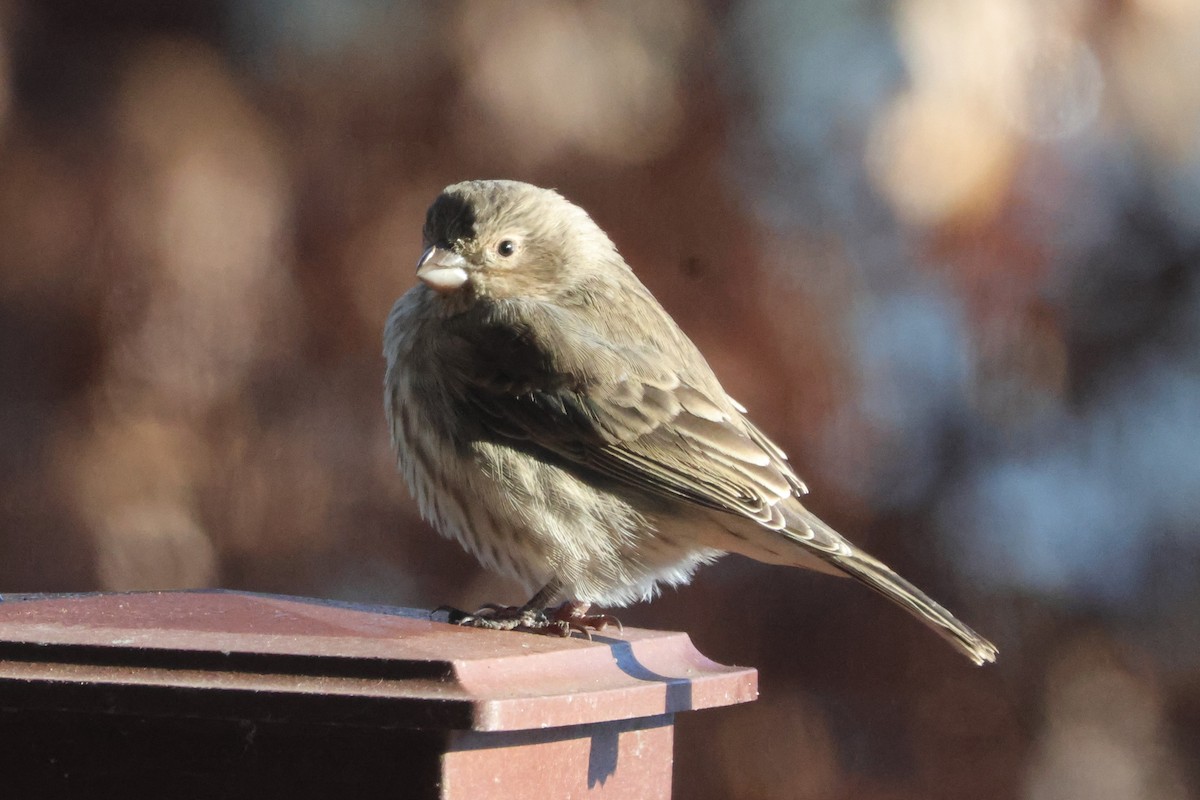 House Finch - ML645614153