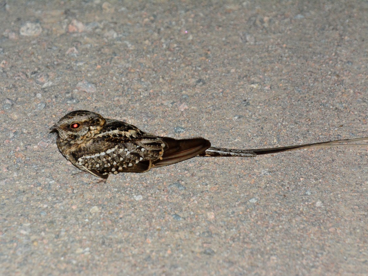 Makas Kuyruklu Çobanaldatan - ML645614154