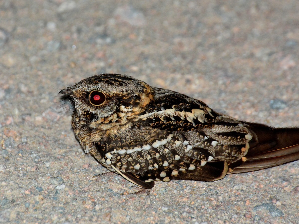 Makas Kuyruklu Çobanaldatan - ML645614155