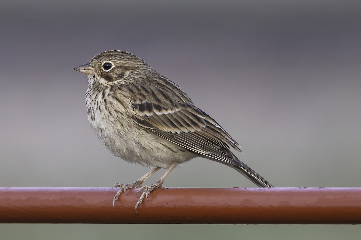 Vesper Sparrow - ML645614158