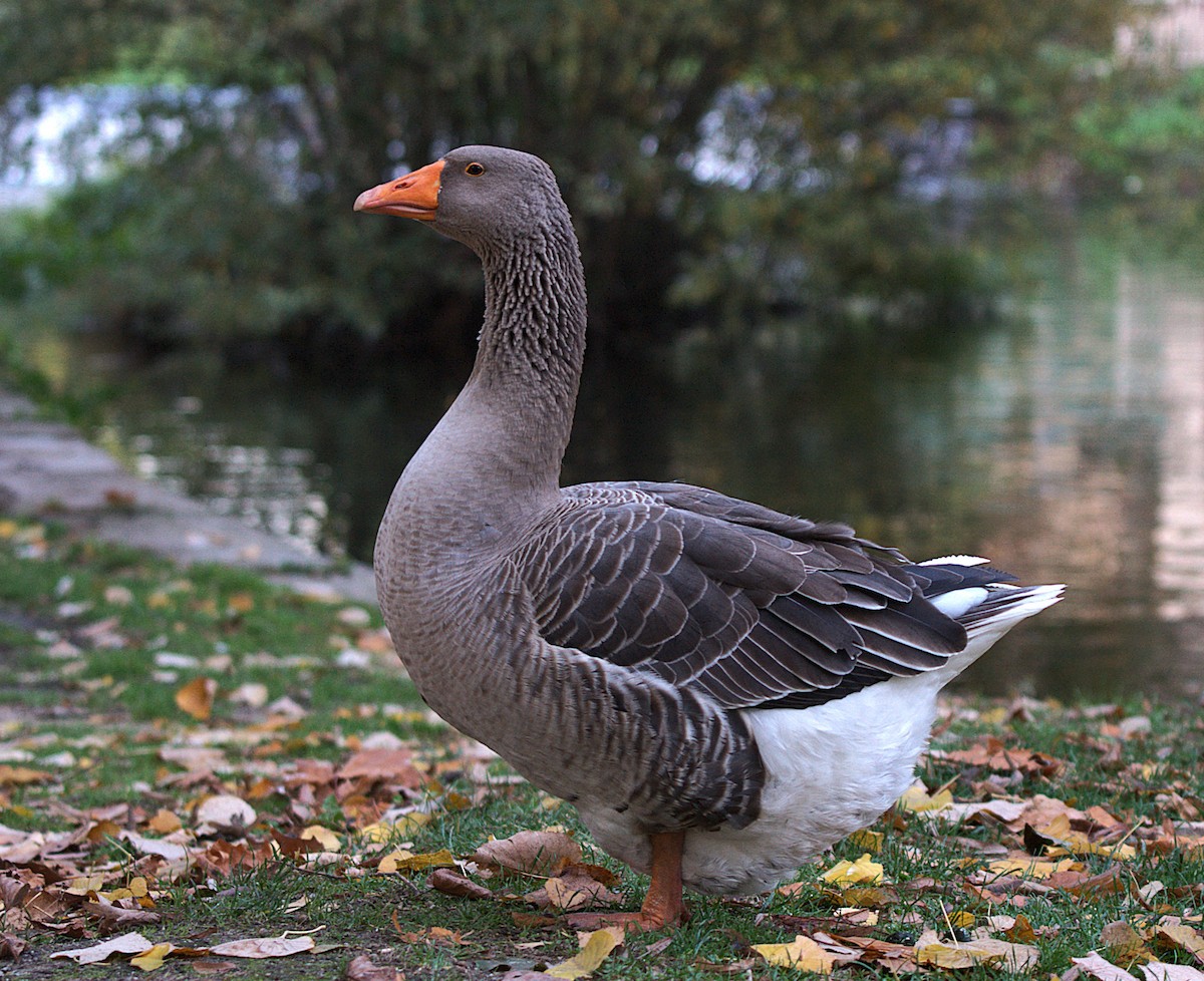 Graylag Goose (Domestic type) - ML645614165