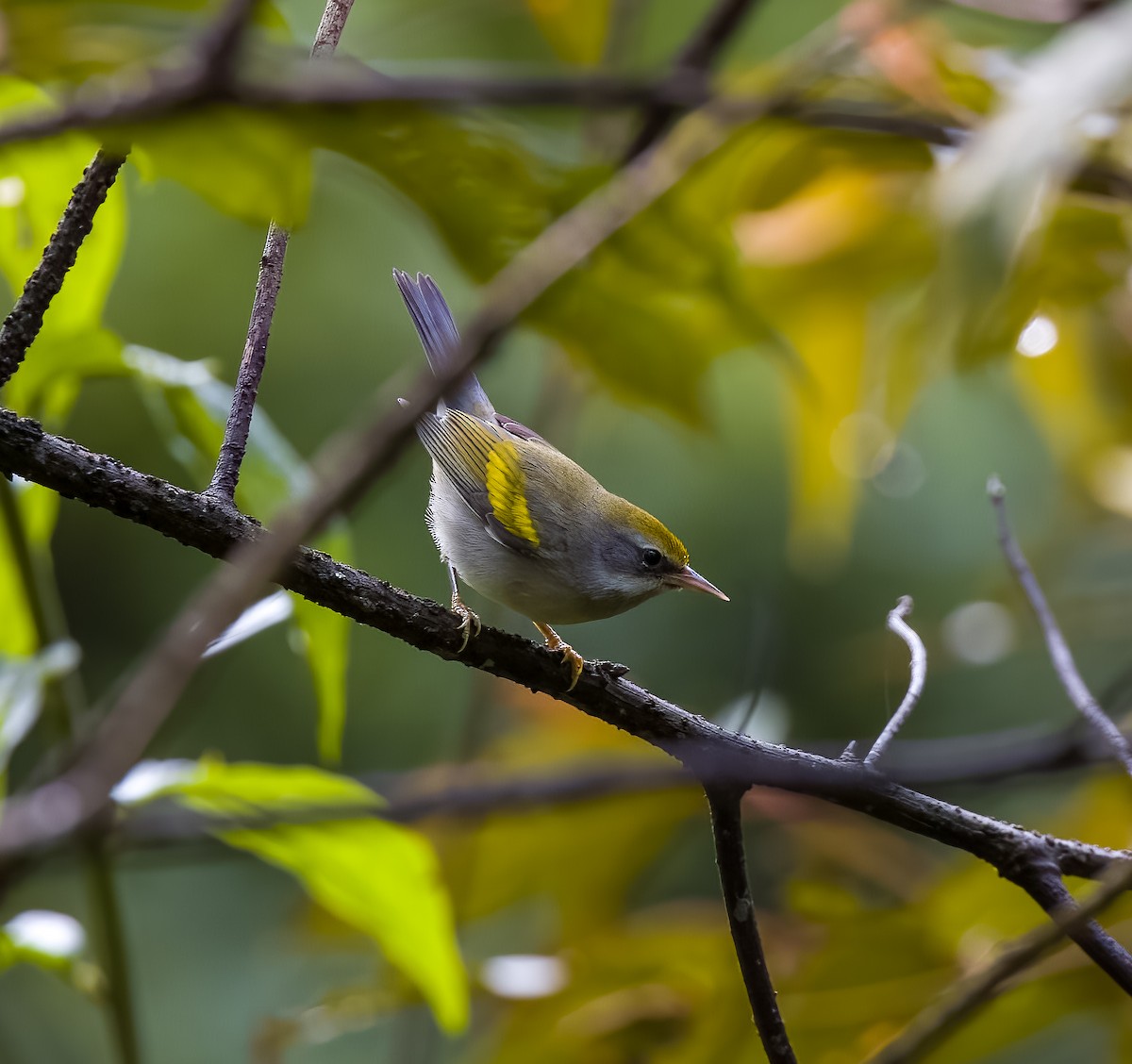 Golden-winged Warbler - ML645614176