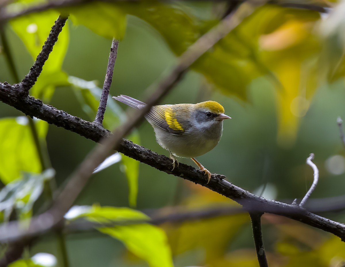 Golden-winged Warbler - ML645614177
