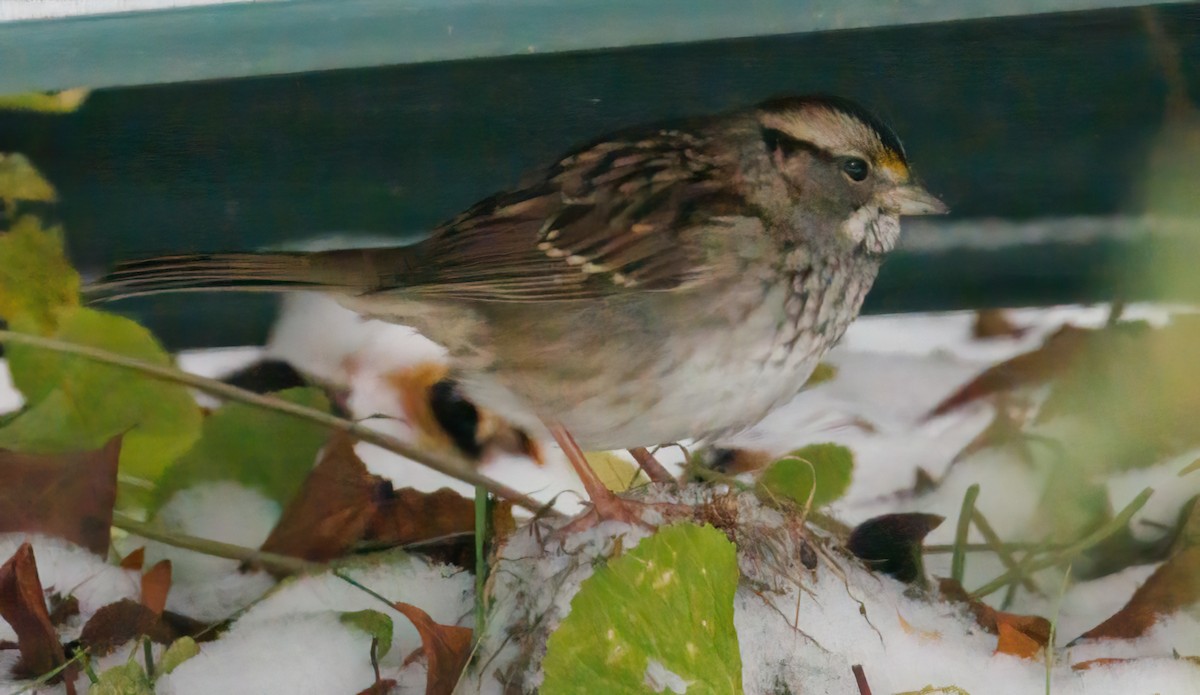 White-throated Sparrow - ML645614180