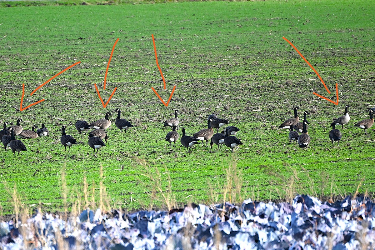 Cackling Goose (Taverner's) - ML645614182