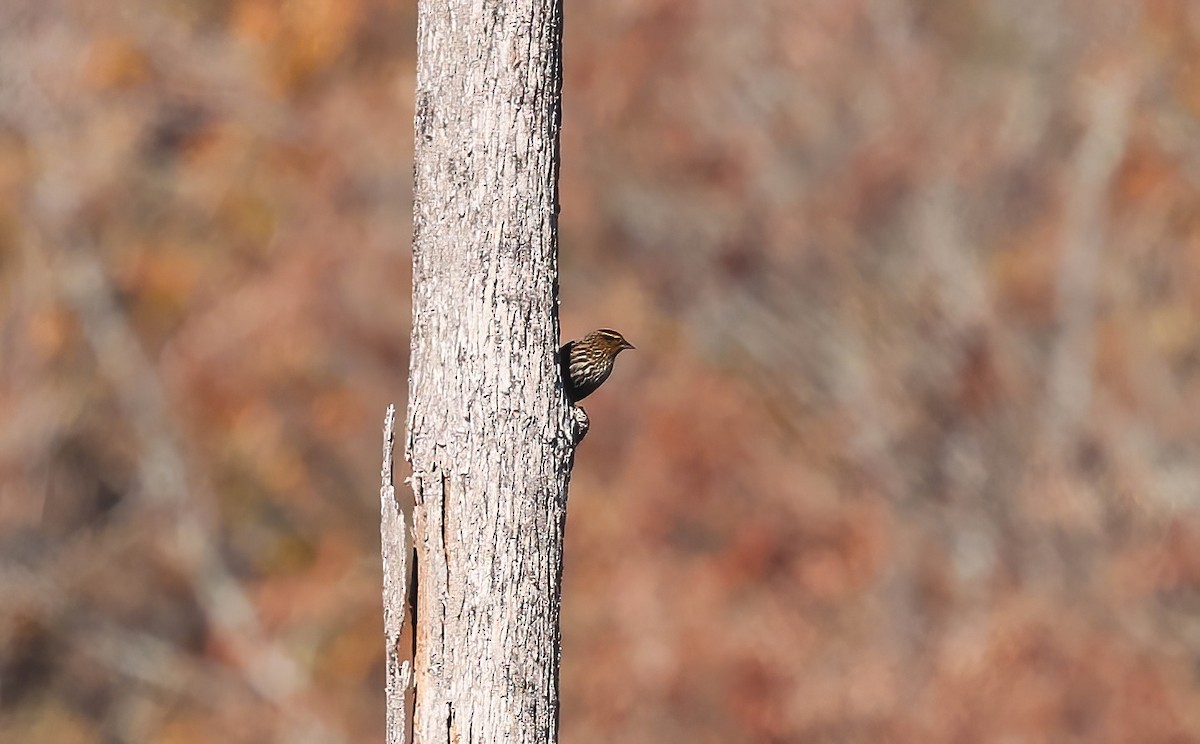 ハゴロモガラス - ML645614185