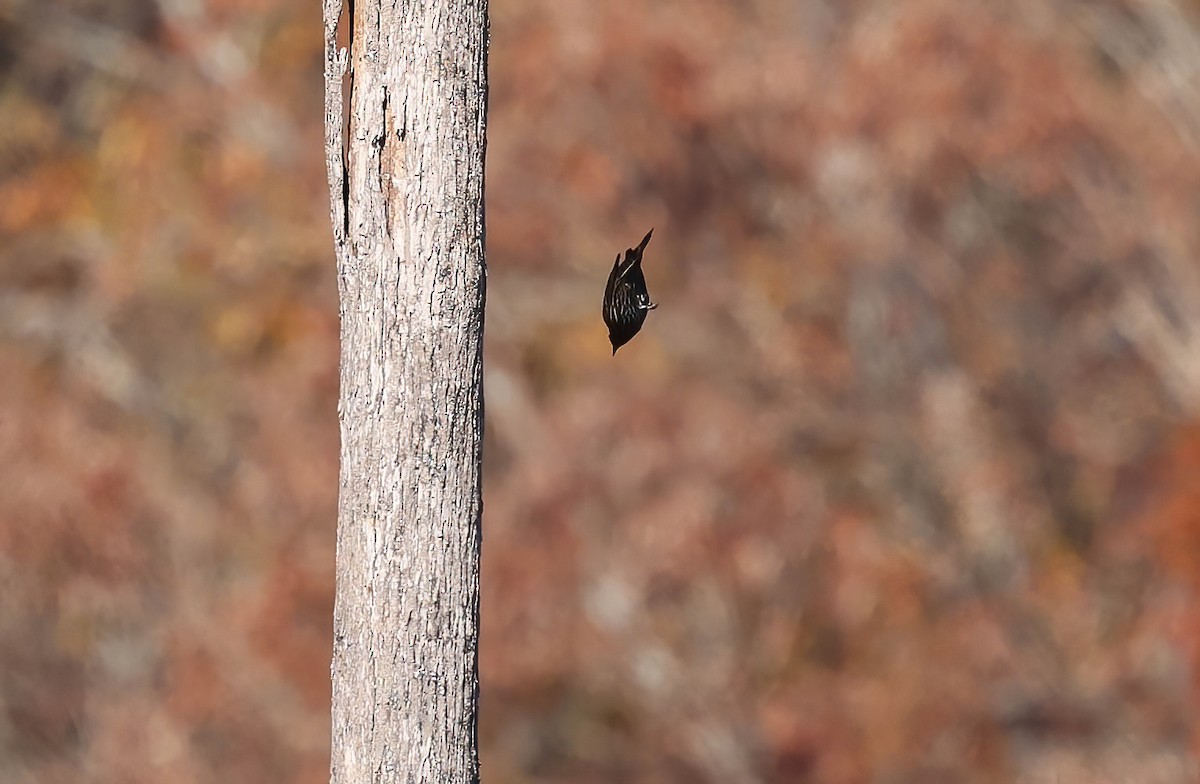 ハゴロモガラス - ML645614186