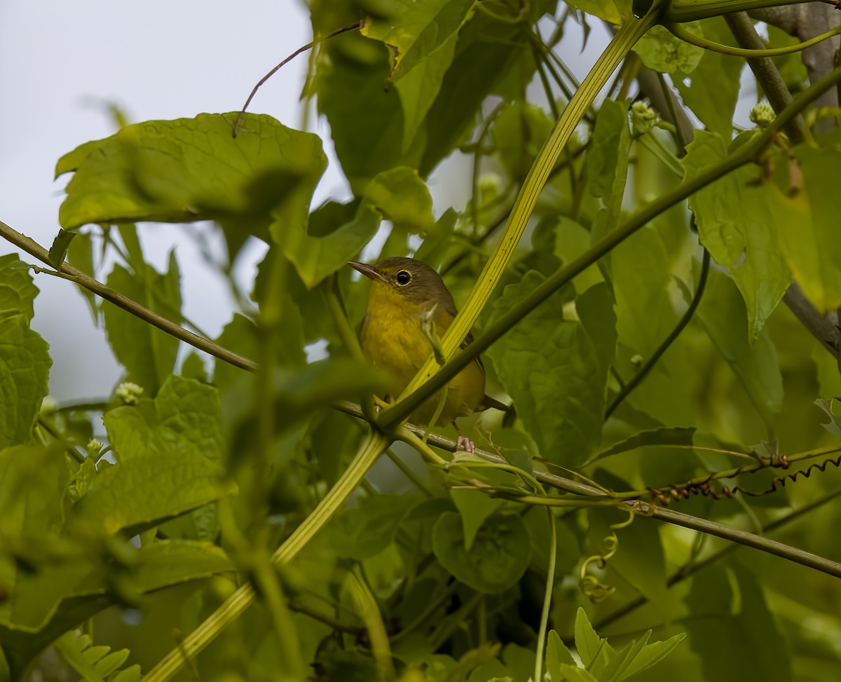 Mourning Warbler - ML645614187
