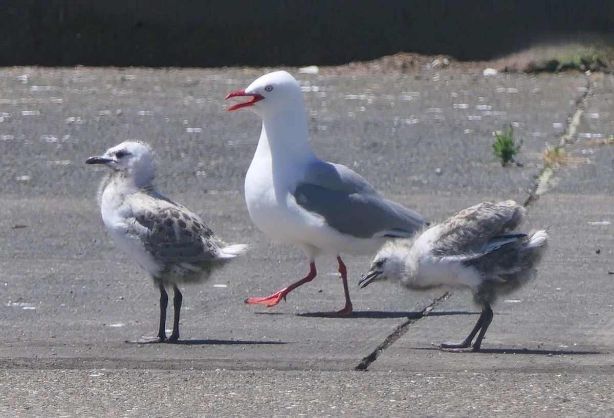 Silver Gull - ML645614200