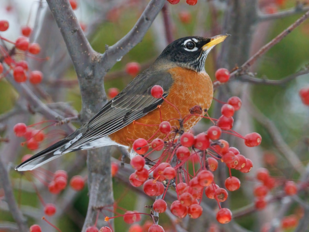 American Robin - ML645614205