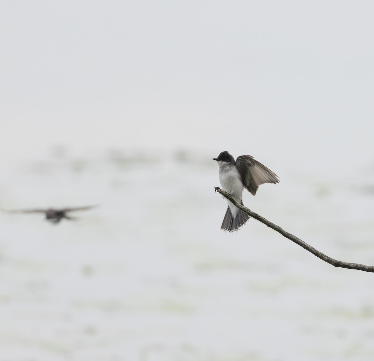 Tyran tritri - ML645614222