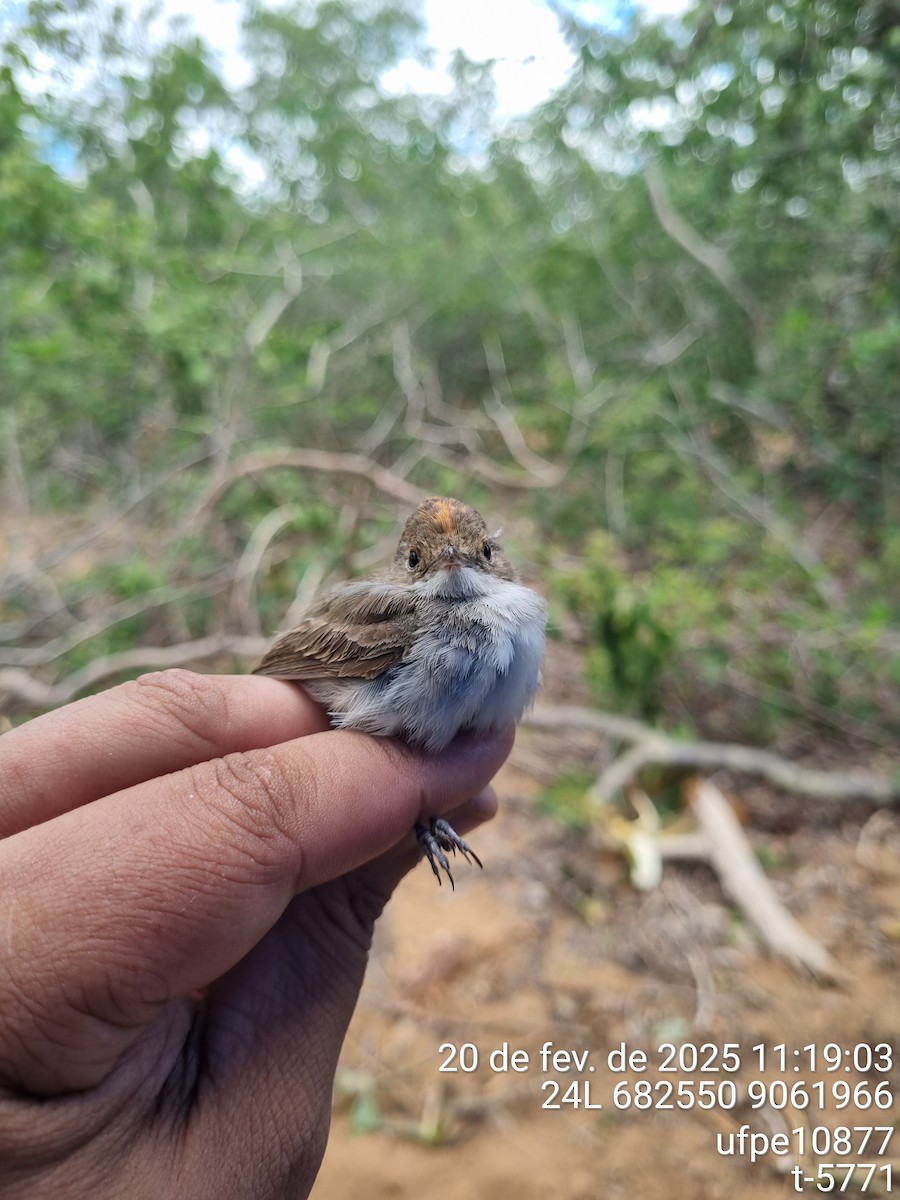 Fulvous-crowned Scrub-Tyrant - ML645614224