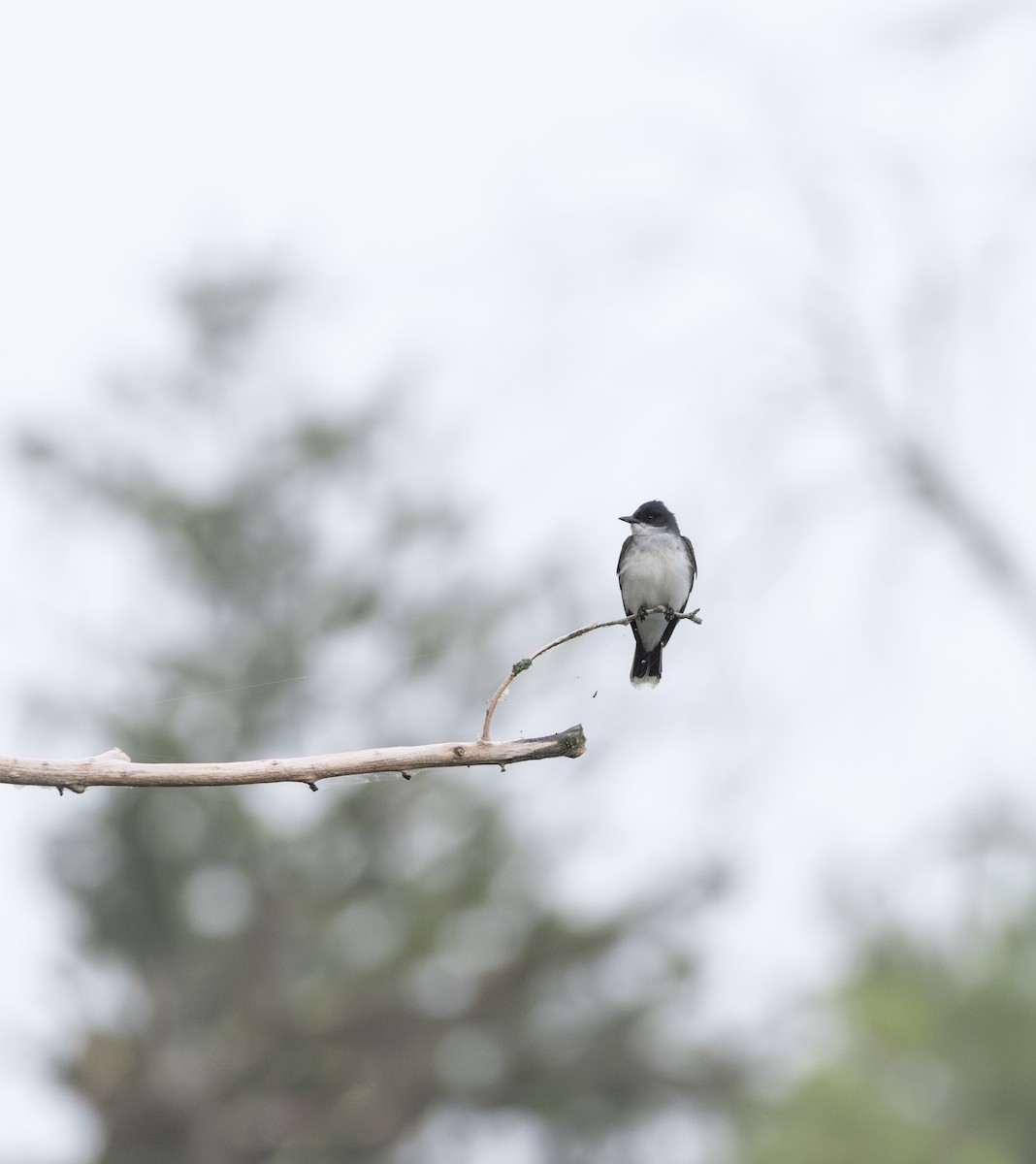 Tyran tritri - ML645614234