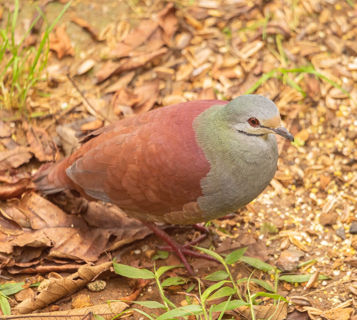 セアカウズラバト - ML645614237