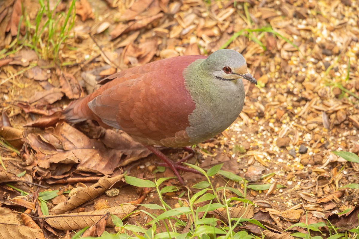 セアカウズラバト - ML645614238