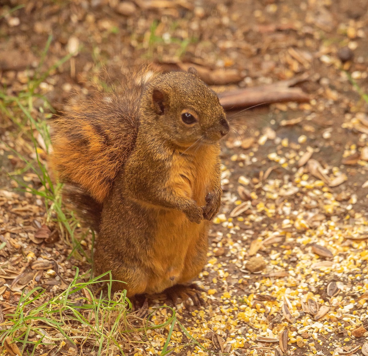 動物界 - ML645614244