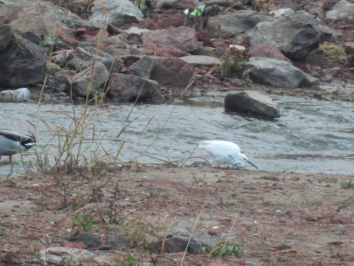 Snowy Egret - ML645614247