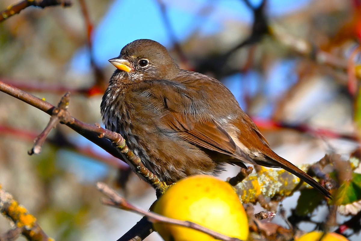 Fox Sparrow - ML645614250