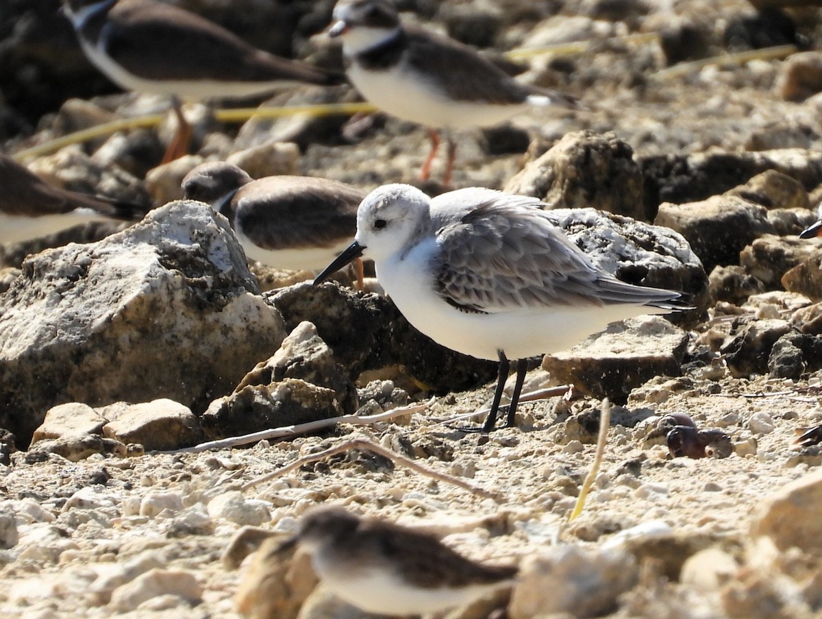 Sanderling - ML645614253