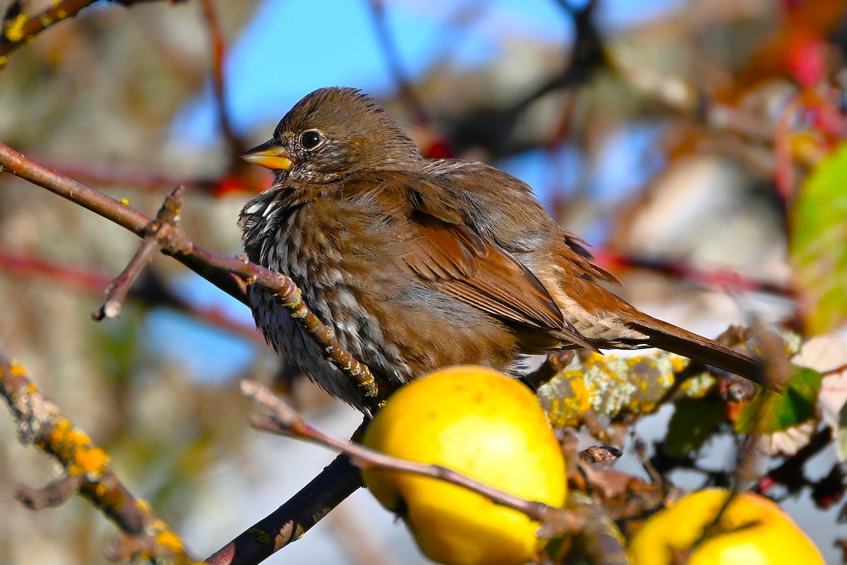 Fox Sparrow - ML645614257