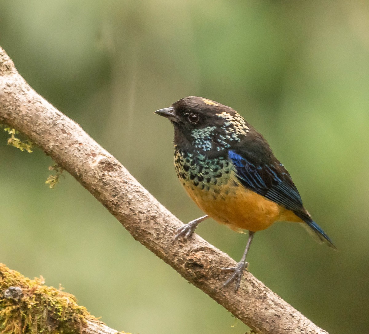 サザナミフウキンチョウ - ML645614262