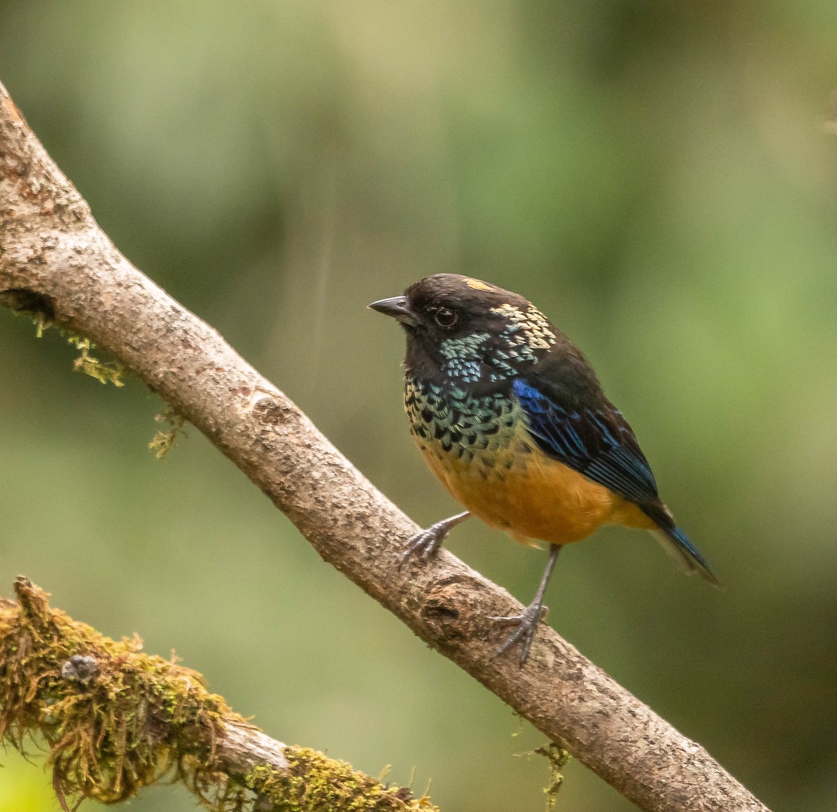 サザナミフウキンチョウ - ML645614263