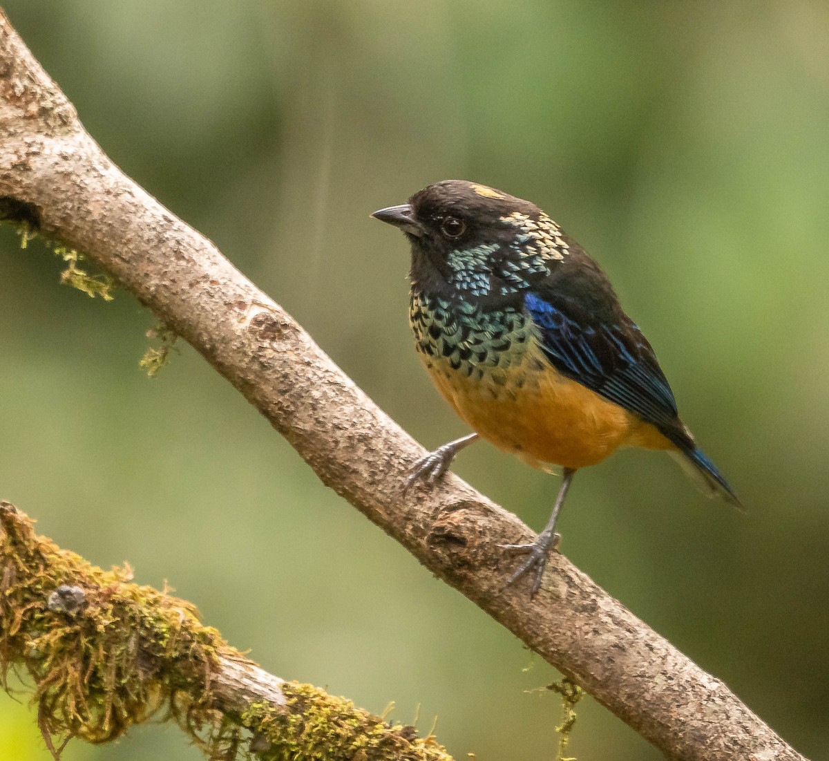 サザナミフウキンチョウ - ML645614264