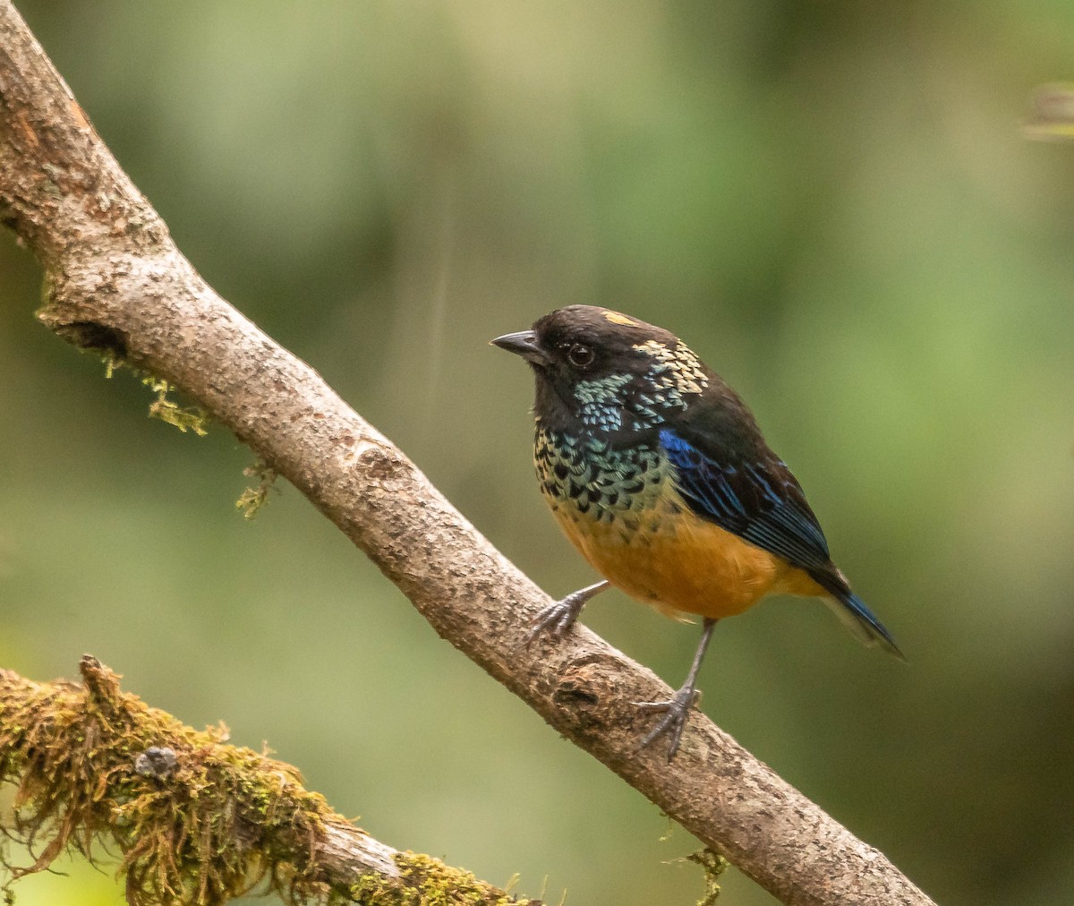 サザナミフウキンチョウ - ML645614266