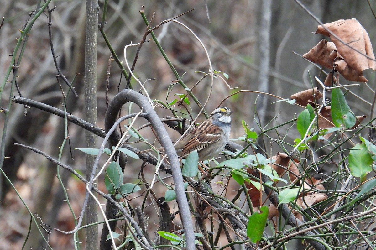 White-throated Sparrow - ML645614272
