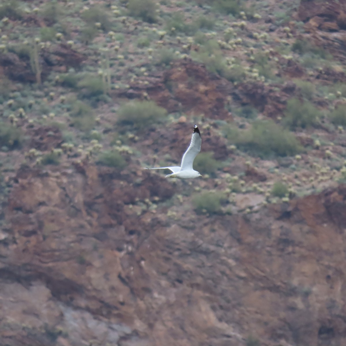 Ring-billed Gull - ML645614273