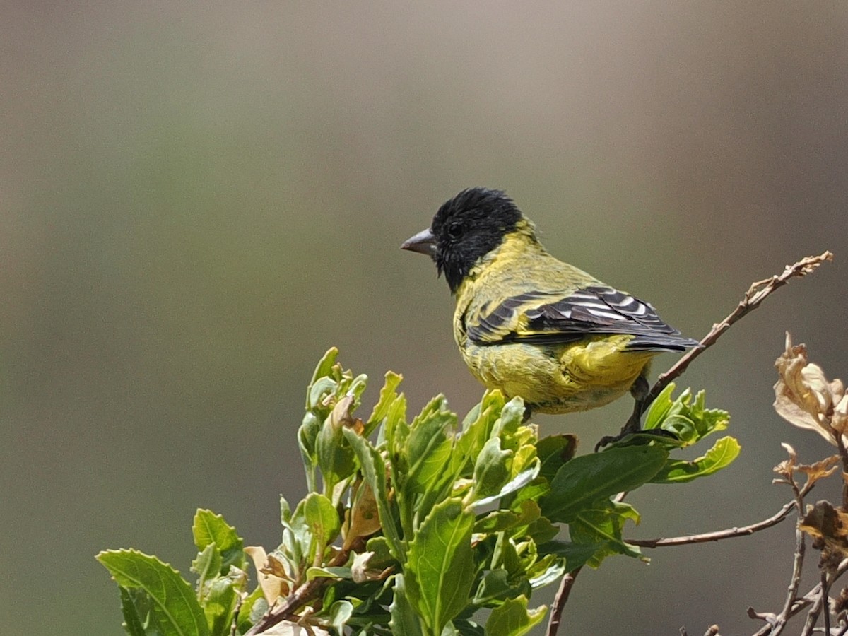 Hooded Siskin - ML645614274