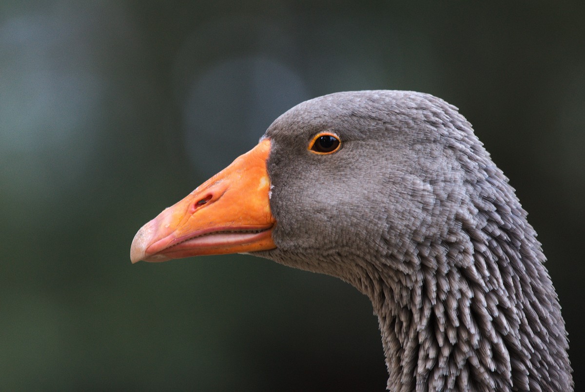 Graylag Goose (Domestic type) - ML645614276