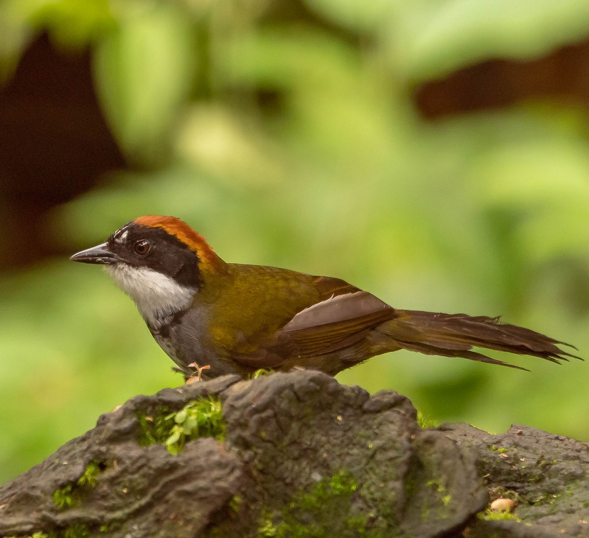 Chestnut-capped Brushfinch - ML645614278