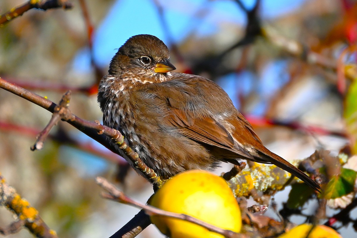 Fox Sparrow - ML645614279