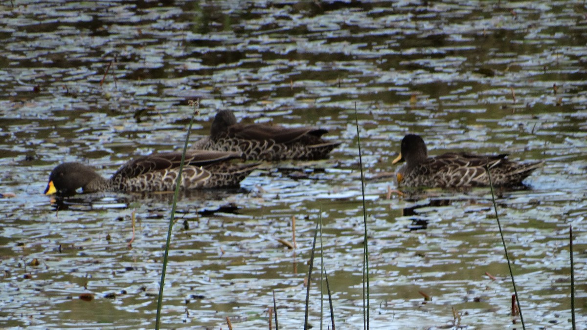 Yellow-billed Duck - ML645614280