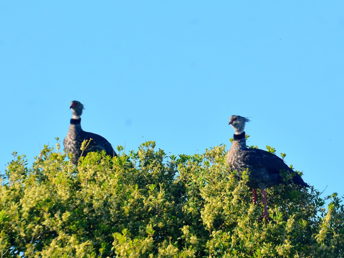 Southern Screamer - ML645614281