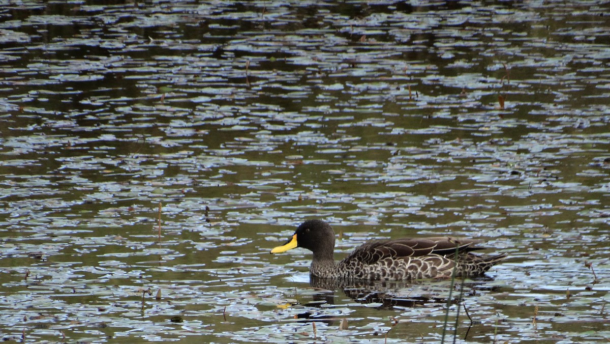 Yellow-billed Duck - ML645614282