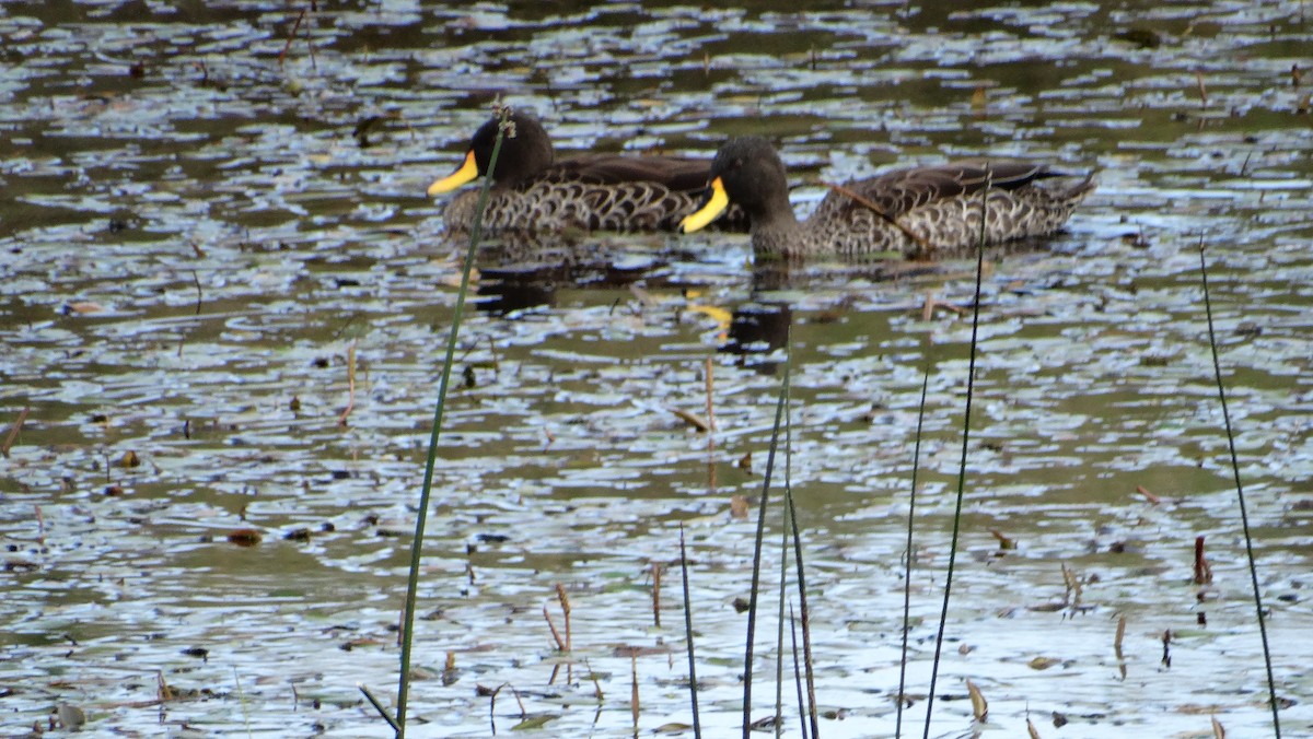 Yellow-billed Duck - ML645614283