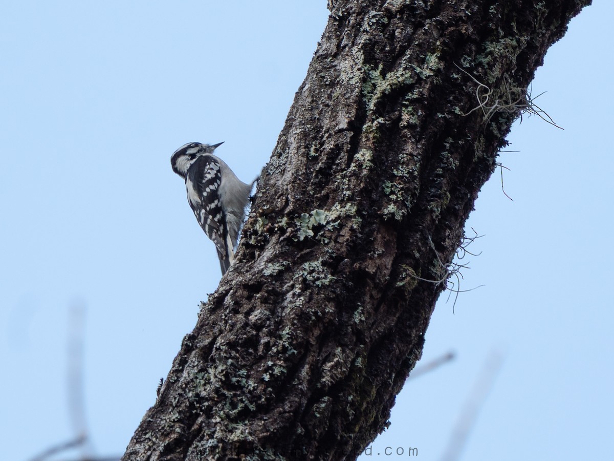 Downy Woodpecker - ML645614284