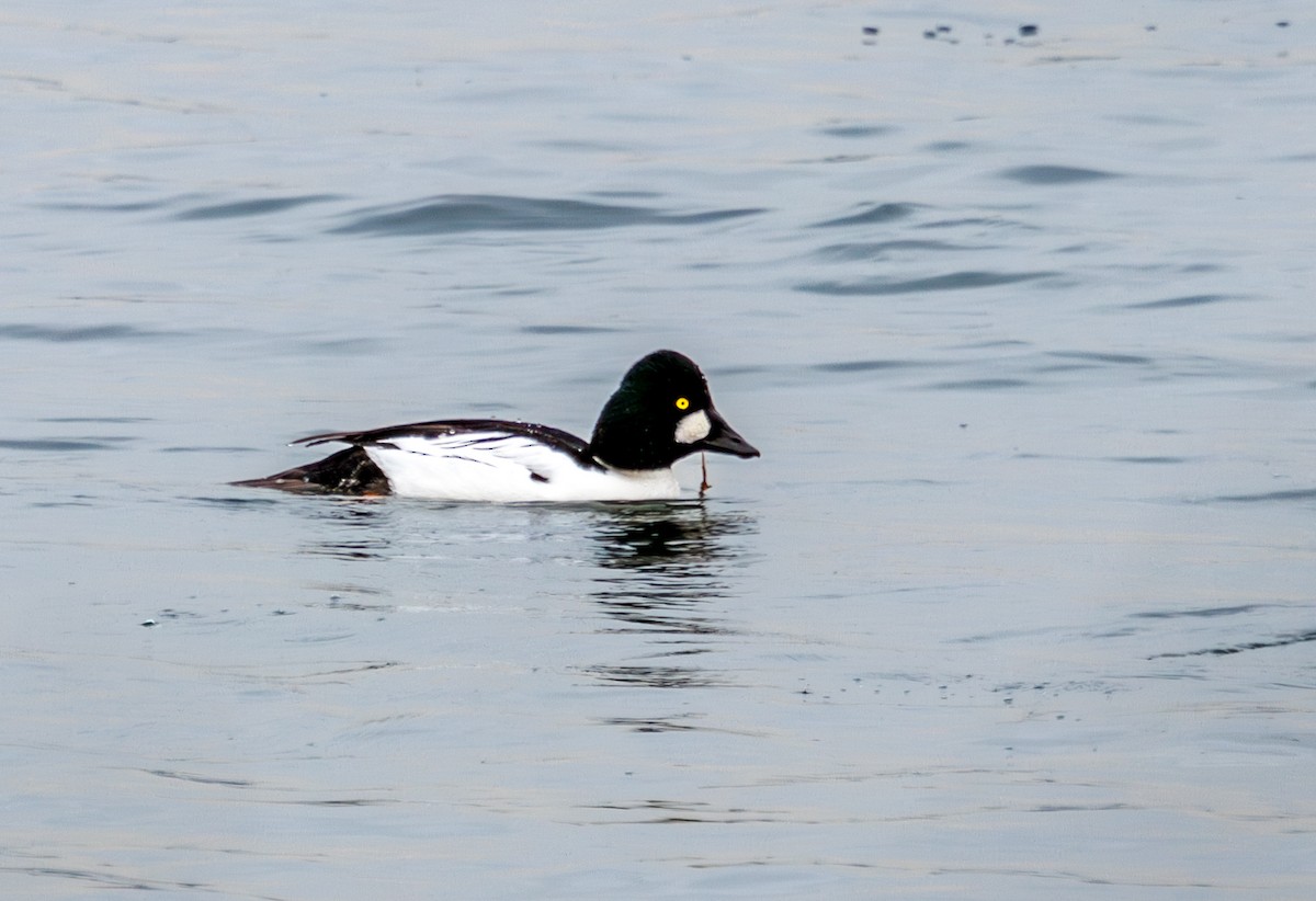 Common Goldeneye - ML645614285