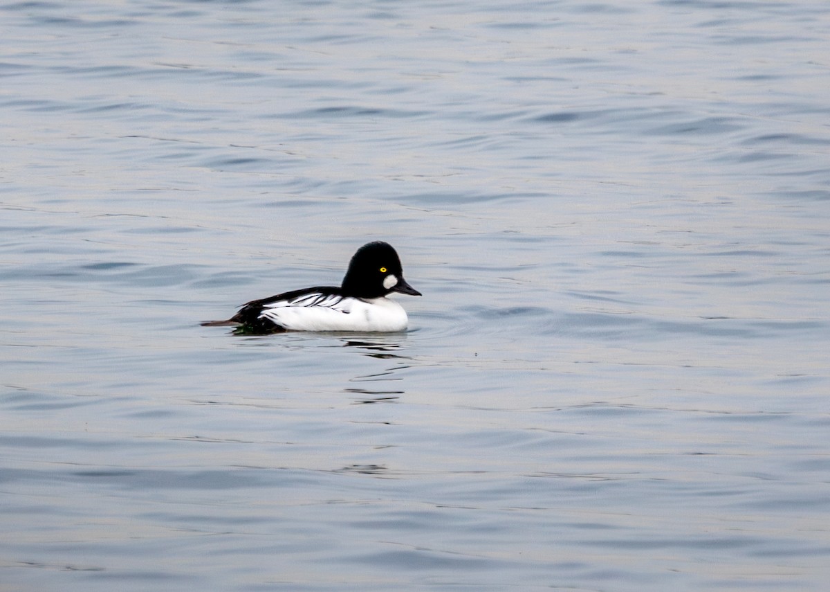 Common Goldeneye - ML645614286