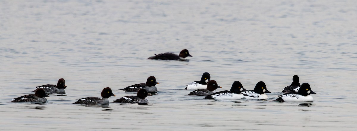 Common Goldeneye - ML645614287