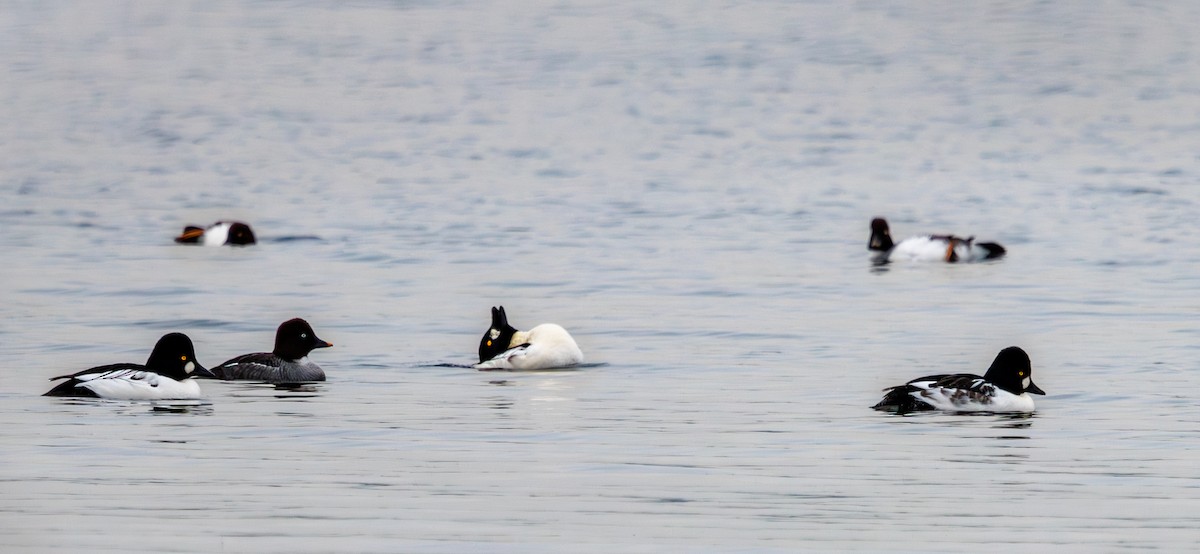 Common Goldeneye - ML645614288
