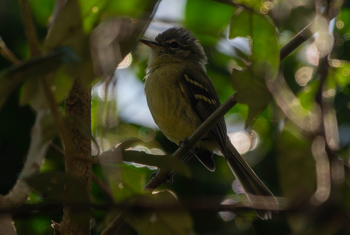 Mottle-cheeked Tyrannulet - ML645614289